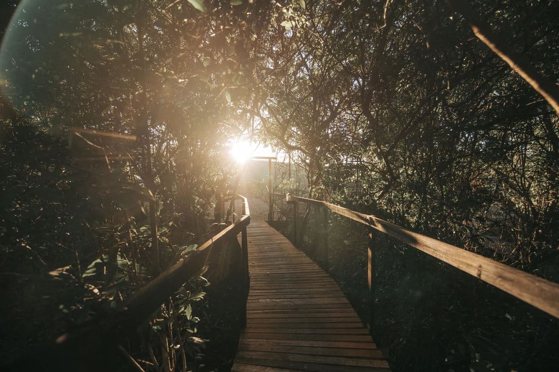 The Pyramid at Misty Mountain Reserve: Sunlit wooden boardwalk through forest with sun flare