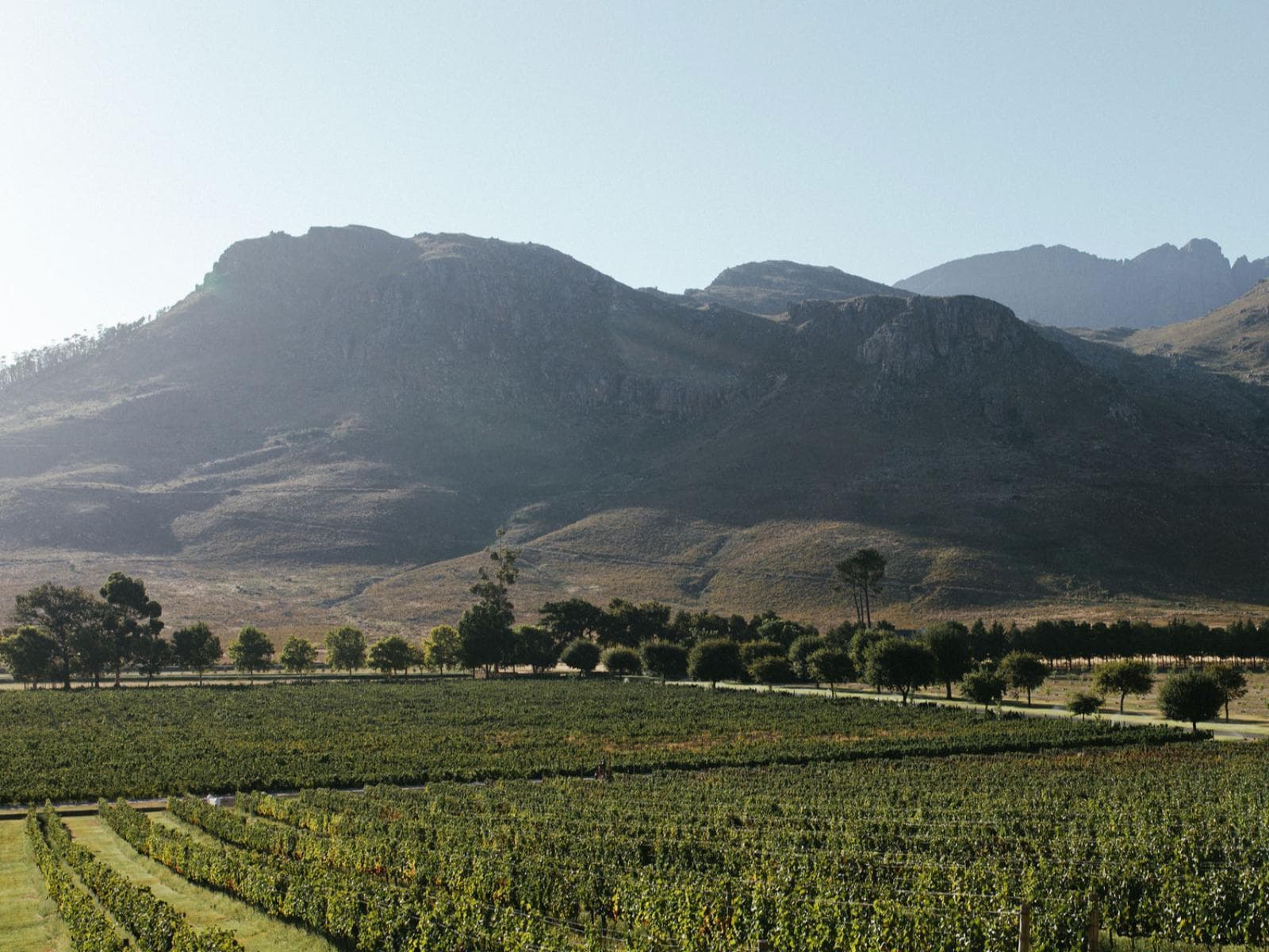 Chardonnay Suite: Vineyard rows below dramatic sunlit mountain range